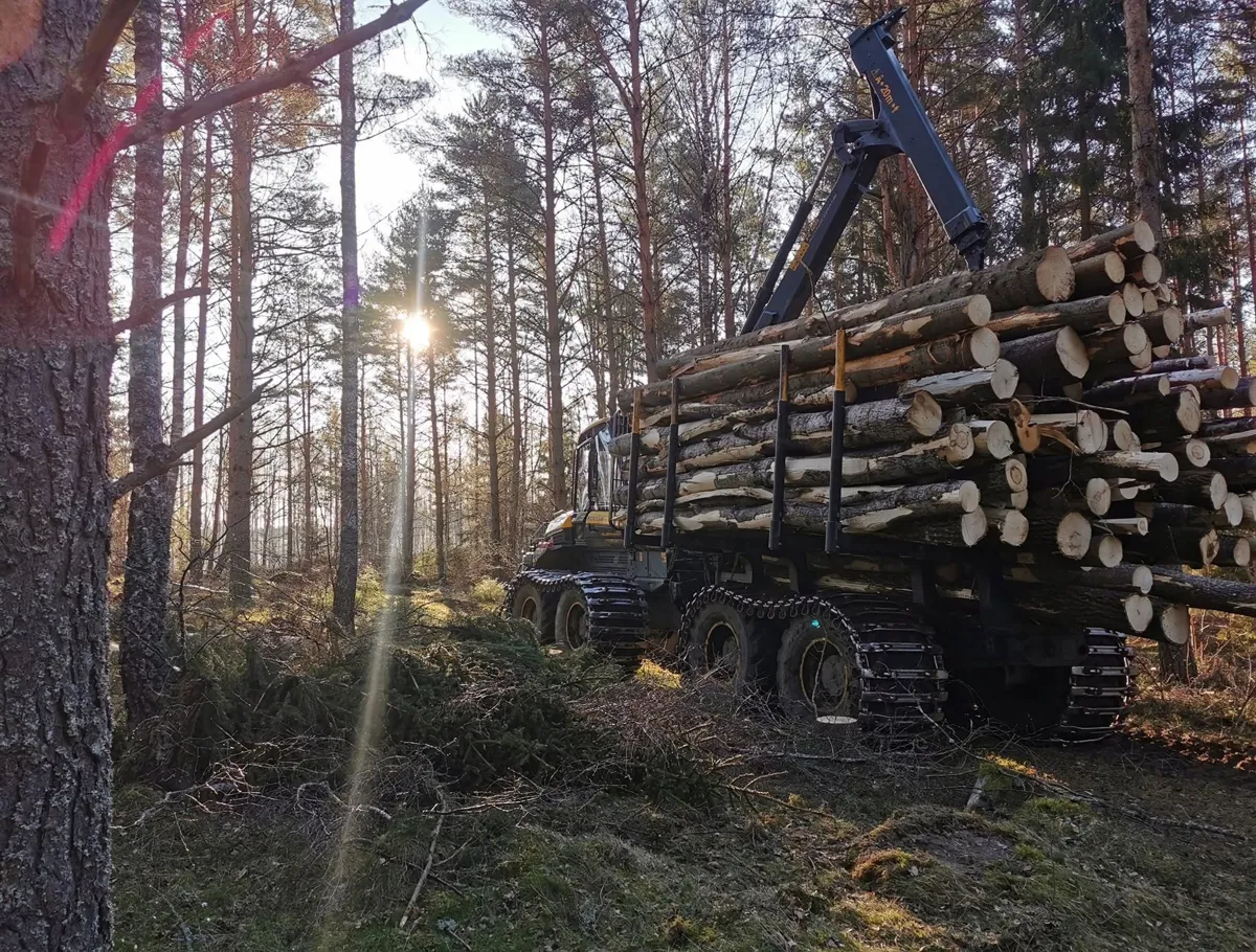 Skotare med fullt virkeslass i en solig tallskog
